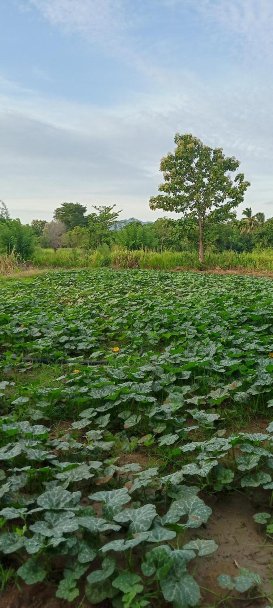 Gimhana Homestay สิกิริยา ภายนอก รูปภาพ
