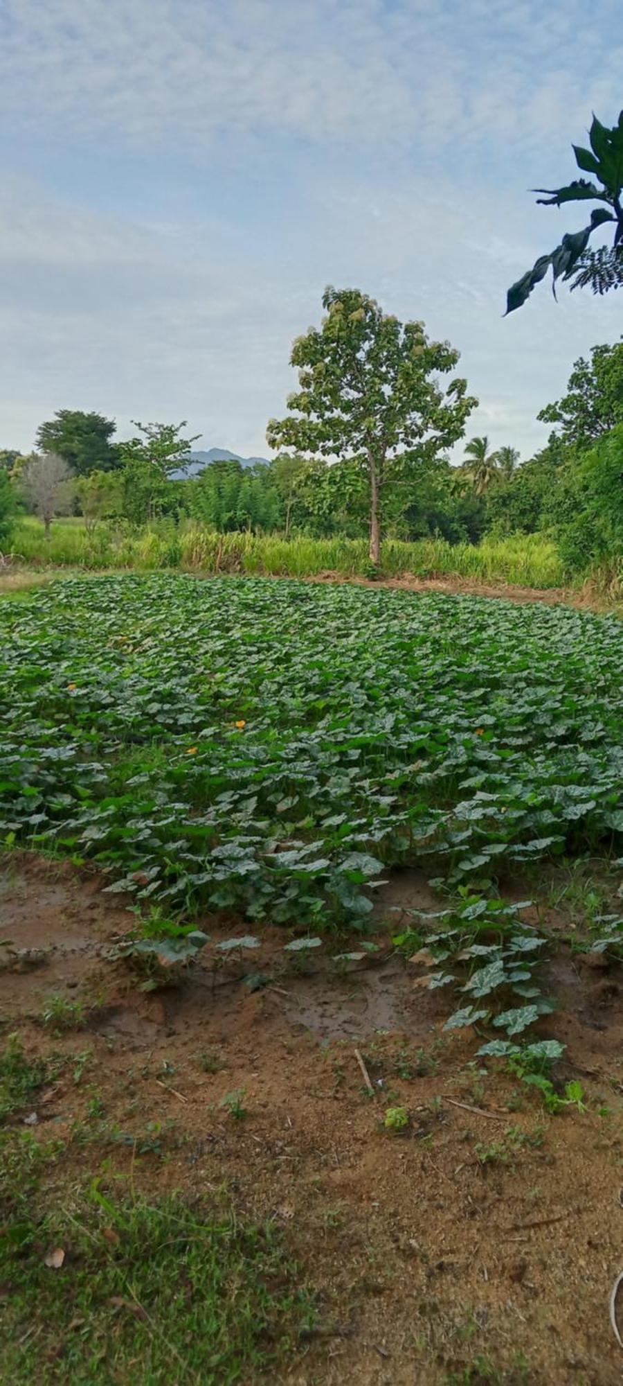 Gimhana Homestay สิกิริยา ภายนอก รูปภาพ