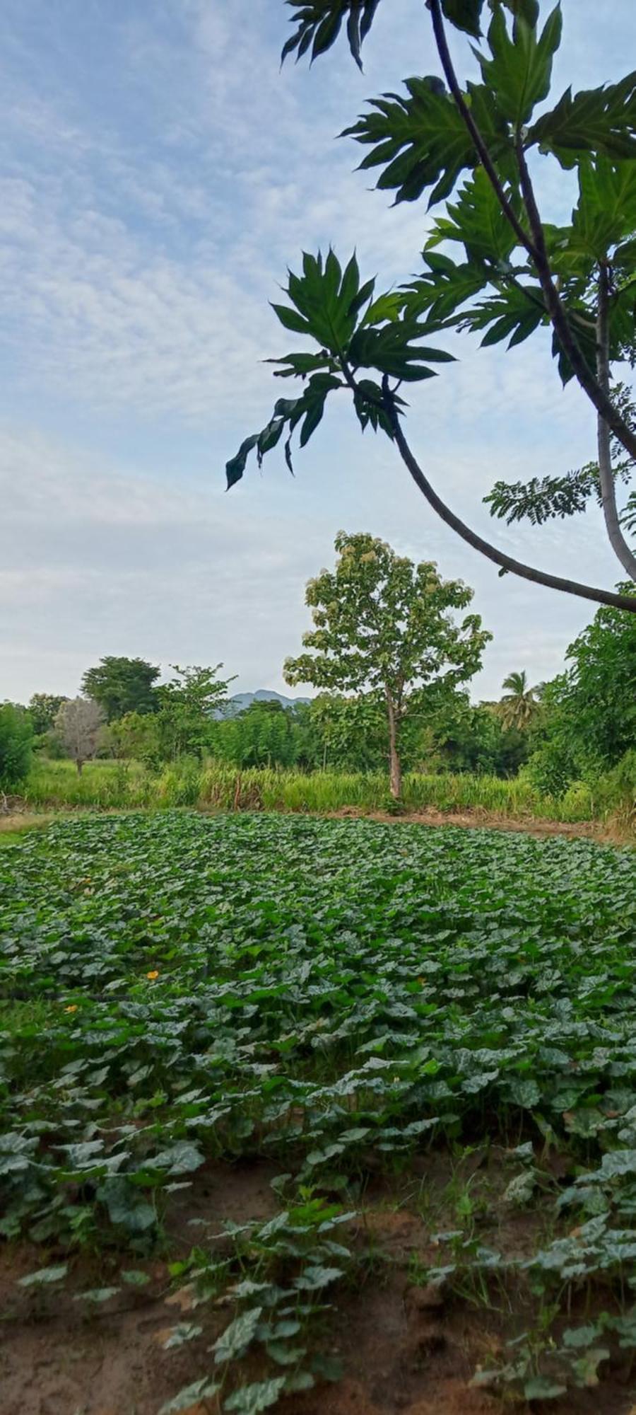 Gimhana Homestay สิกิริยา ภายนอก รูปภาพ